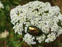 Foto: Gouden tor [Cetonia aurata] Valwig Germany (8jul2025)  